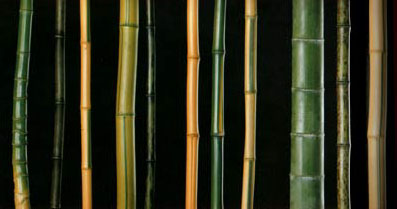 Various species of Phyllostachys