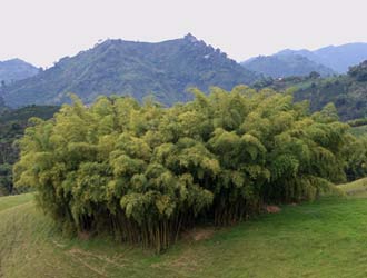 Bamboo grove near Pereira