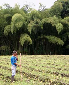 Cultivo de bambu